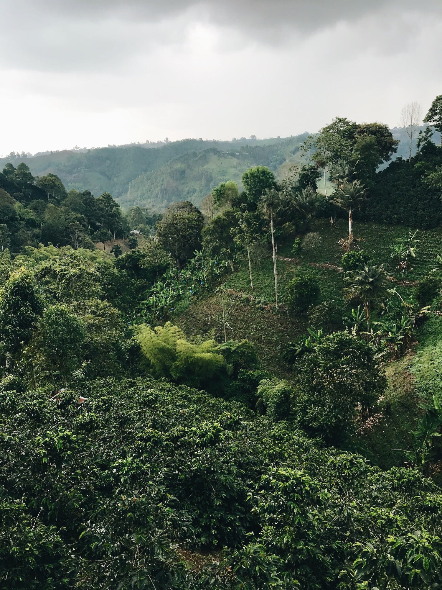 Coffee Origins! Let's Talk About 'Em